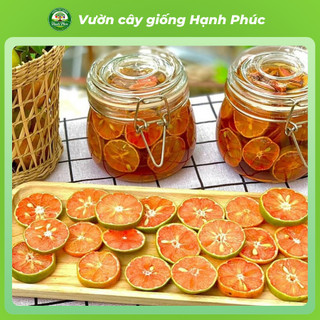 Cây giống CHANH ĐÀO Chuẩn Giống, Siêu Sai Quả, Dễ Trồng, Năng Suất Cao - Hỏa tốc HN - CV3