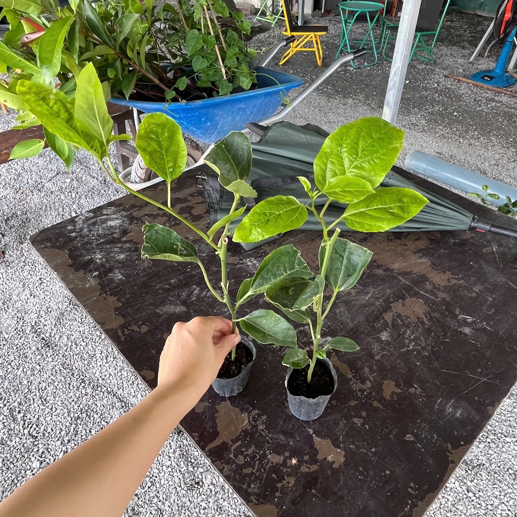 Cây Giống Chanh Dây Hương Ổi – Cây Ghép, Giống Mới, Dễ Trồng, Hiệu Quả Kinh Tế Cao, Trái Ngọt Thanh