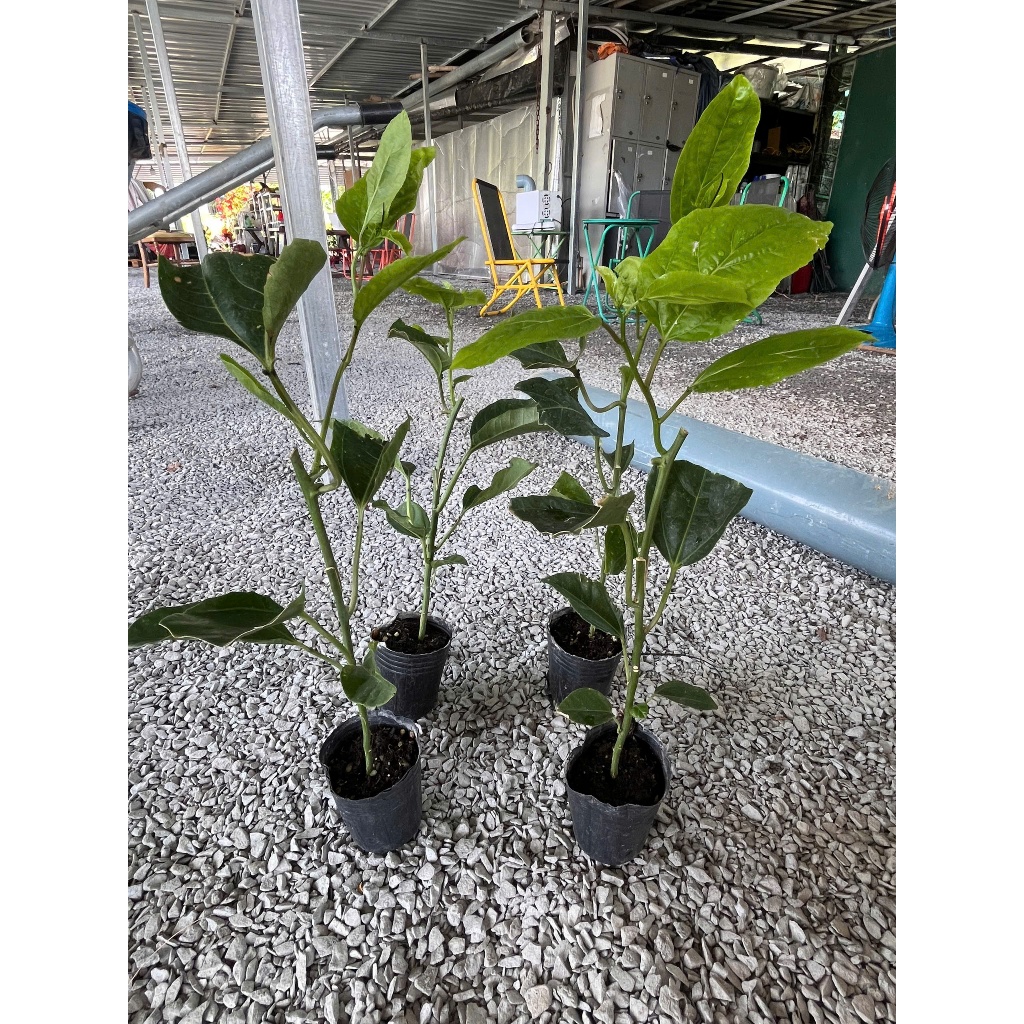 Cây Giống Chanh Dây Hương Ổi – Cây Ghép, Giống Mới, Dễ Trồng, Hiệu Quả Kinh Tế Cao, Trái Ngọt Thanh