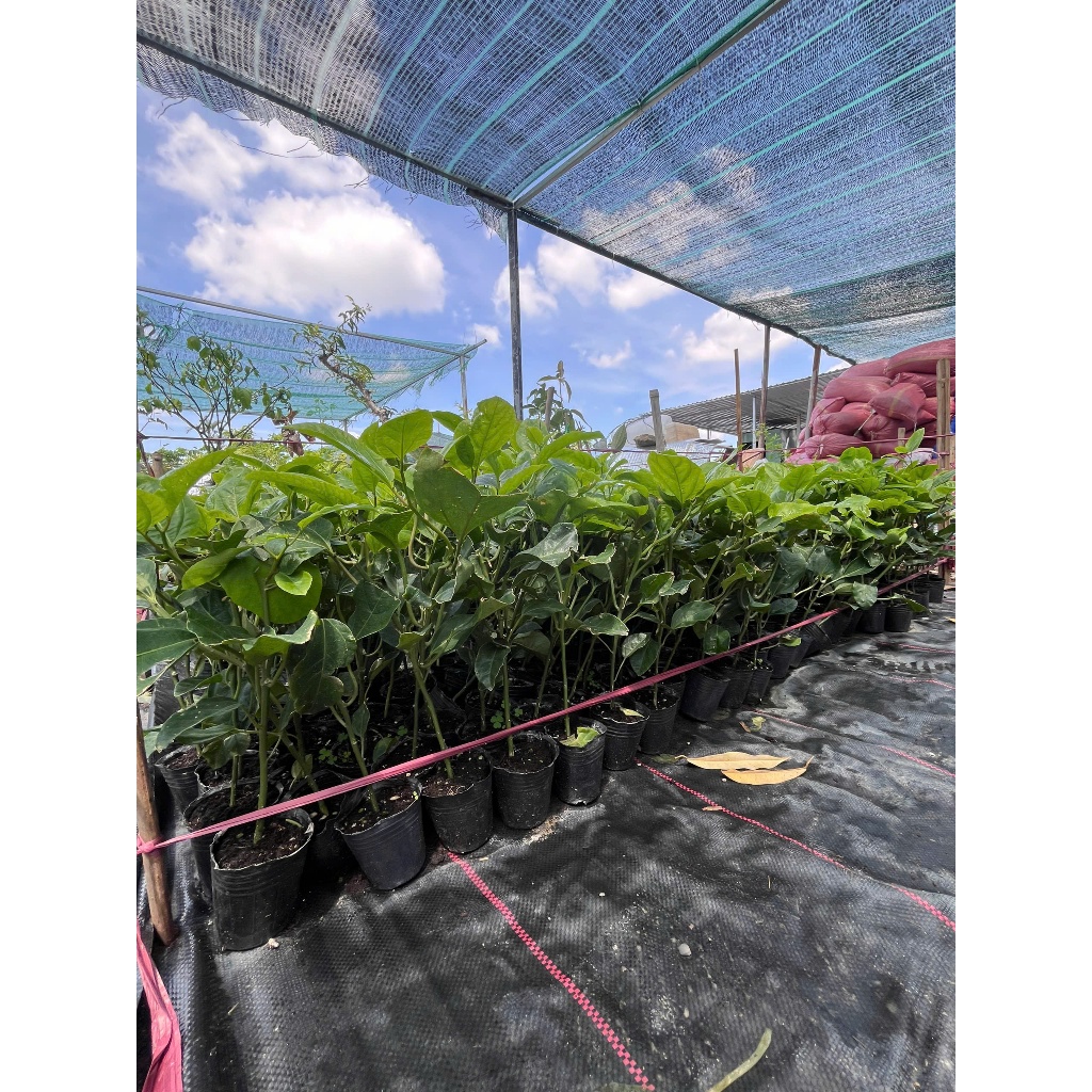 Cây Giống Chanh Dây Hương Ổi – Cây Ghép, Giống Mới, Dễ Trồng, Hiệu Quả Kinh Tế Cao, Trái Ngọt Thanh