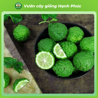 Cây giống CHANH CHÚC, CHANH THÁI Chuẩn Giống, Siêu Sai, Quả Mọng Nước, Dễ Trồng, Năng Suất Cao - Hỏa tốc HN - CV4