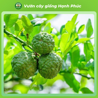 Cây giống CHANH CHÚC, CHANH THÁI Chuẩn Giống, Siêu Sai, Quả Mọng Nước, Dễ Trồng, Năng Suất Cao - Hỏa tốc HN - CV4