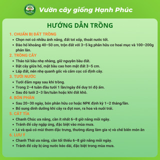 Cây giống CHANH CHÚC, CHANH THÁI Chuẩn Giống, Siêu Sai, Quả Mọng Nước, Dễ Trồng, Năng Suất Cao - Hỏa tốc HN - CV4