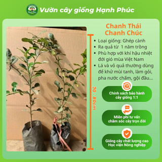 Cây giống CHANH CHÚC, CHANH THÁI Chuẩn Giống, Siêu Sai, Quả Mọng Nước, Dễ Trồng, Năng Suất Cao - Hỏa tốc HN - CV4