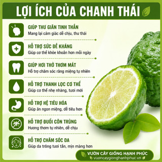 Cây giống CHANH CHÚC, CHANH THÁI Chuẩn Giống, Siêu Sai, Quả Mọng Nước, Dễ Trồng, Năng Suất Cao - Hỏa tốc HN - CV4