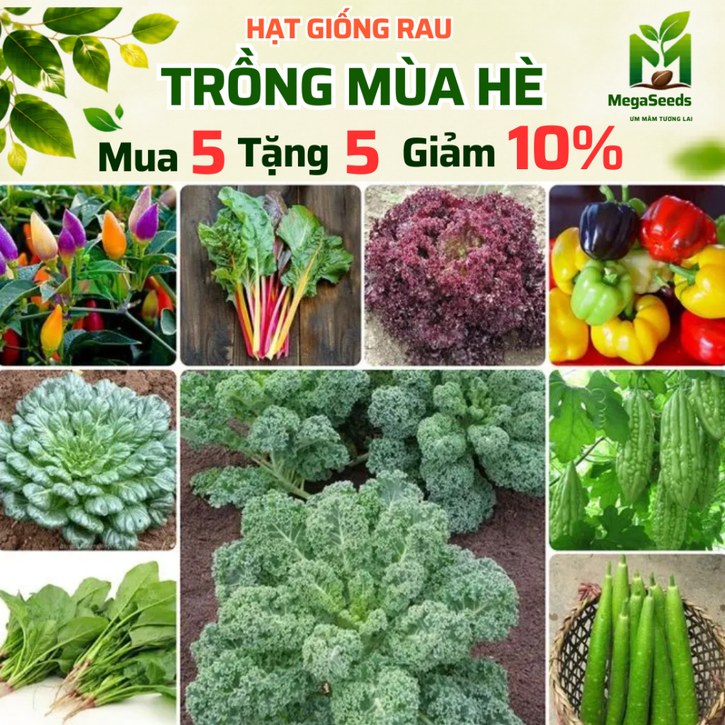 Hạt Giống Rau Củ Quả Mùa Hè, Trồng Chậu - Hạt Giống Sạch, Dễ Trồng Tại Nhà