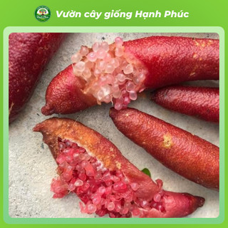 Cây giống CHANH NGÓN TAY - CHANH CÁ HỒI Chuẩn Giống, Dễ Trồng, Năng Suất Cao - Hỏa tốc HN - CV5