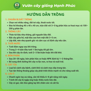 Cây giống CHANH NGÓN TAY - CHANH CÁ HỒI Chuẩn Giống, Dễ Trồng, Năng Suất Cao - Hỏa tốc HN - CV5