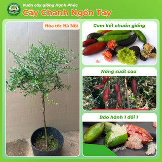 Cây giống CHANH NGÓN TAY - CHANH CÁ HỒI Chuẩn Giống, Dễ Trồng, Năng Suất Cao - Hỏa tốc HN - CV5