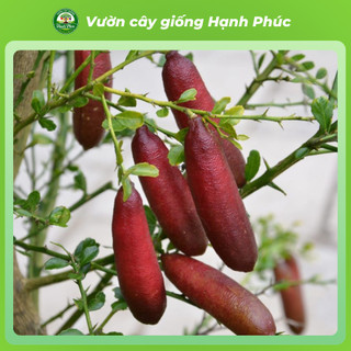 Cây giống CHANH NGÓN TAY - CHANH CÁ HỒI Chuẩn Giống, Dễ Trồng, Năng Suất Cao - Hỏa tốc HN - CV5