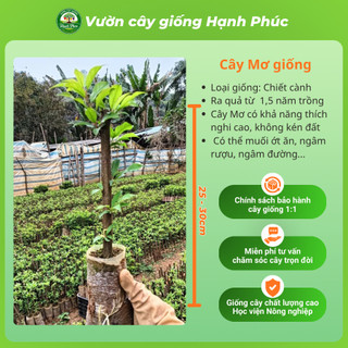 Cây giống MƠ Chiết cành Chuẩn Giống, Dễ Trồng, Năng Suất Cao - Hỏa tốc HN