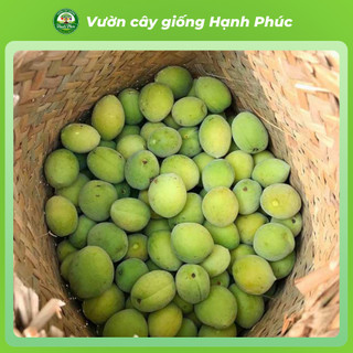 Cây giống MƠ Chiết cành Chuẩn Giống, Dễ Trồng, Năng Suất Cao - Hỏa tốc HN