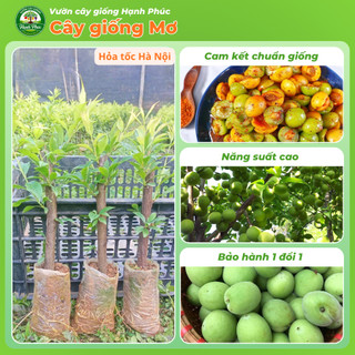 Cây giống MƠ Chiết cành Chuẩn Giống, Dễ Trồng, Năng Suất Cao - Hỏa tốc HN