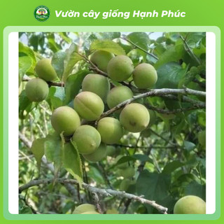 Cây giống MƠ Chiết cành Chuẩn Giống, Dễ Trồng, Năng Suất Cao - Hỏa tốc HN