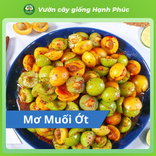 Cây giống MƠ Chiết cành Chuẩn Giống, Dễ Trồng, Năng Suất Cao - Hỏa tốc HN