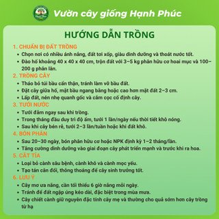 Cây giống MƠ Chiết cành Chuẩn Giống, Dễ Trồng, Năng Suất Cao - Hỏa tốc HN