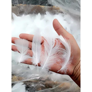 Combo túi 100 lông vũ trắng trang trí tiệc cưới bóng cưới loại đẹp4-7cm