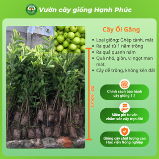 Cây giống Ổi sai quả quanh năm - ỔI NỮ HOÀNG, ỔI GĂNG, ỔI RUBY chuẩn giống, năng suất cao, dễ trồng - Hỏa tốc HN - ON1