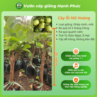 Cây giống Ổi sai quả quanh năm - ỔI NỮ HOÀNG, ỔI GĂNG, ỔI RUBY chuẩn giống, năng suất cao, dễ trồng - Hỏa tốc HN - ON1