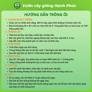 Cây giống Ổi sai quả quanh năm - ỔI NỮ HOÀNG, ỔI GĂNG, ỔI RUBY chuẩn giống, năng suất cao, dễ trồng - Hỏa tốc HN - ON1