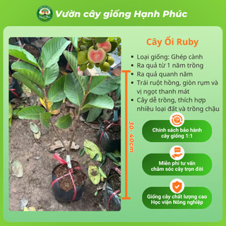 Cây giống Ổi sai quả quanh năm - ỔI NỮ HOÀNG, ỔI GĂNG, ỔI RUBY chuẩn giống, năng suất cao, dễ trồng - Hỏa tốc HN - ON1