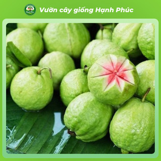 Cây giống Ổi sai quả quanh năm - ỔI NỮ HOÀNG, ỔI GĂNG, ỔI RUBY chuẩn giống, năng suất cao, dễ trồng - Hỏa tốc HN - ON1