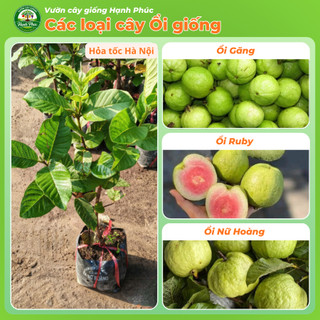 Cây giống Ổi sai quả quanh năm - ỔI NỮ HOÀNG, ỔI GĂNG, ỔI RUBY chuẩn giống, năng suất cao, dễ trồng - Hỏa tốc HN - ON1