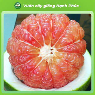 Cây giống Bưởi sai quả, dễ trồng - BƯỞI DIỄN, BƯỞI DA XANH, BƯỞI ĐOAN HÙNG chuẩn giống, năng suất cao - BN1