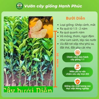 Cây giống Bưởi sai quả, dễ trồng - BƯỞI DIỄN, BƯỞI DA XANH, BƯỞI ĐOAN HÙNG chuẩn giống, năng suất cao - BN1