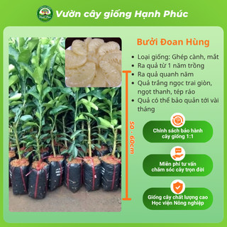 Cây giống Bưởi sai quả, dễ trồng - BƯỞI DIỄN, BƯỞI DA XANH, BƯỞI ĐOAN HÙNG chuẩn giống, năng suất cao - BN1