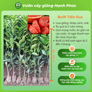Cây giống Bưởi sai quả, dễ trồng - BƯỞI DIỄN, BƯỞI DA XANH, BƯỞI ĐOAN HÙNG chuẩn giống, năng suất cao - BN1