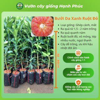 Cây giống Bưởi sai quả, dễ trồng - BƯỞI DIỄN, BƯỞI DA XANH, BƯỞI ĐOAN HÙNG chuẩn giống, năng suất cao - BN1