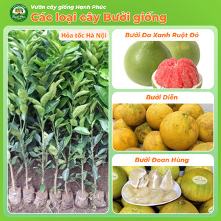 Cây giống Bưởi sai quả, dễ trồng - BƯỞI DIỄN, BƯỞI DA XANH, BƯỞI ĐOAN HÙNG chuẩn giống, năng suất cao - BN1
