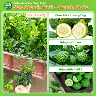 Cây giống CHANH CHÚC, CHANH THÁI Chuẩn Giống, Siêu Sai, Quả Mọng Nước, Dễ Trồng, Năng Suất Cao - Hỏa tốc HN - CV4