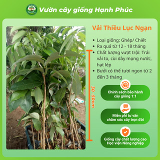 Cây giống VẢI THIỀU LỤC NGẠN Chuẩn Giống, Siêu Sai Quả, Dễ Trồng, Năng Suất Cao - Hỏa tốc HN