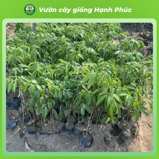 Cây giống VẢI THIỀU LỤC NGẠN Chuẩn Giống, Siêu Sai Quả, Dễ Trồng, Năng Suất Cao - Hỏa tốc HN