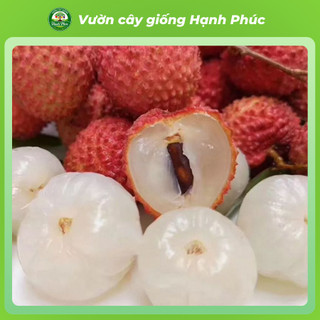 Cây giống VẢI THIỀU LỤC NGẠN Chuẩn Giống, Siêu Sai Quả, Dễ Trồng, Năng Suất Cao - Hỏa tốc HN