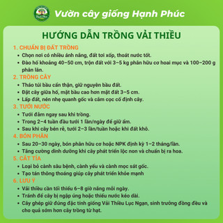 Cây giống VẢI THIỀU LỤC NGẠN Chuẩn Giống, Siêu Sai Quả, Dễ Trồng, Năng Suất Cao - Hỏa tốc HN