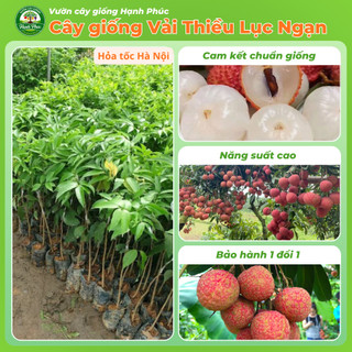 Cây giống VẢI THIỀU LỤC NGẠN Chuẩn Giống, Siêu Sai Quả, Dễ Trồng, Năng Suất Cao - Hỏa tốc HN