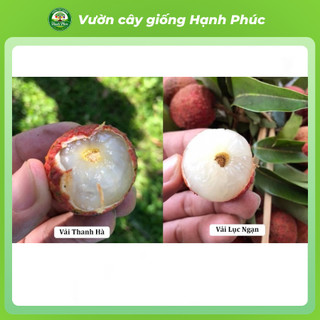 Cây giống VẢI THIỀU LỤC NGẠN Chuẩn Giống, Siêu Sai Quả, Dễ Trồng, Năng Suất Cao - Hỏa tốc HN