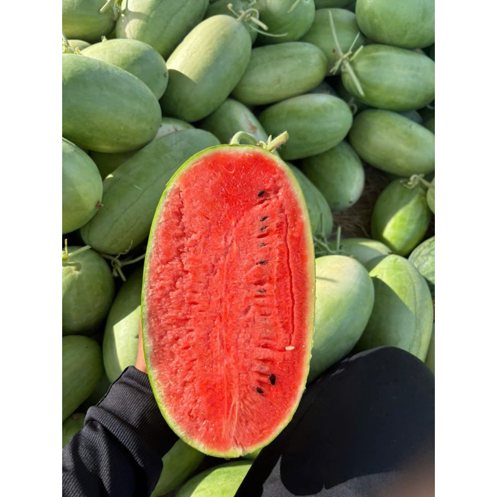 ( JENNY FRUIT ) 🥇 DƯA ĐƯỜNG NGỌT THANH MÁT CHO MÙA HÈ