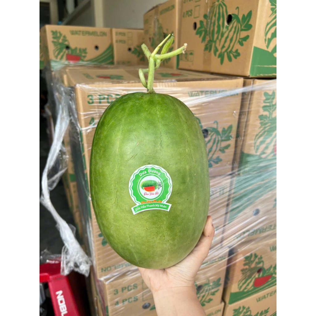 ( JENNY FRUIT ) 🥇 DƯA ĐƯỜNG NGỌT THANH MÁT CHO MÙA HÈ