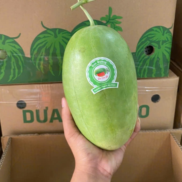 ( JENNY FRUIT ) 🥇 DƯA ĐƯỜNG NGỌT THANH MÁT CHO MÙA HÈ