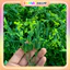 Bịch 1kg Cỏ Điểm Cúc Họa Mi Đã Nhặt Sạch Cọng Hoa Điểm Cho Giỏ Trái Cây, Giỏ Quà Tặng DUHA 146
