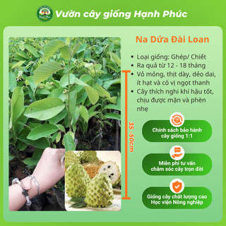 Cây giống Na sai quả, dễ trồng - NA THÁI, NA ĐÀI LOAN, NA SẦU RIÊNG chuẩn giống, năng suất cao - Hỏa tốc HN - NA1