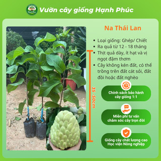 Cây giống Na sai quả, dễ trồng - NA THÁI, NA ĐÀI LOAN, NA SẦU RIÊNG chuẩn giống, năng suất cao - Hỏa tốc HN - NA1