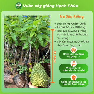 Cây giống Na sai quả, dễ trồng - NA THÁI, NA ĐÀI LOAN, NA SẦU RIÊNG chuẩn giống, năng suất cao - Hỏa tốc HN - NA1