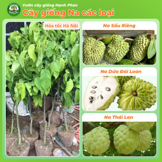 Cây giống Na sai quả, dễ trồng - NA THÁI, NA ĐÀI LOAN, NA SẦU RIÊNG chuẩn giống, năng suất cao - Hỏa tốc HN - NA1