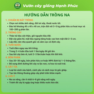 Cây giống Na sai quả, dễ trồng - NA THÁI, NA ĐÀI LOAN, NA SẦU RIÊNG chuẩn giống, năng suất cao - Hỏa tốc HN - NA1
