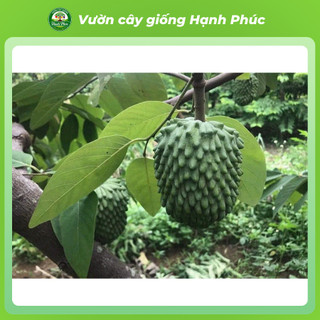 Cây giống Na sai quả, dễ trồng - NA THÁI, NA ĐÀI LOAN, NA SẦU RIÊNG chuẩn giống, năng suất cao - Hỏa tốc HN - NA1